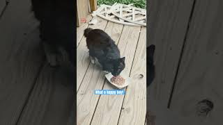 Battle Cat gets breakfast #update #cat #trending #shorts