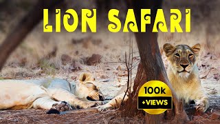 Gir Lion Safari | Gir National Park, Gujarat  4K UHD Hindi | हिन्दी