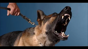 angry dog sound effects - efek suara anjing marah