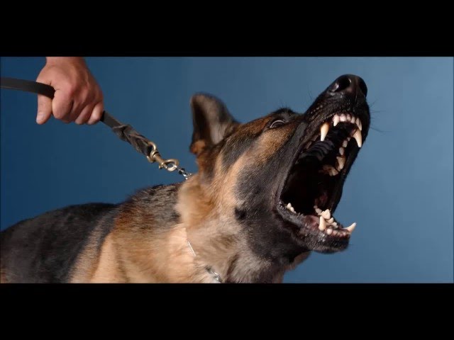 angry dog sound effects - efek suara anjing marah class=