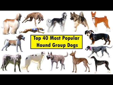 Video: Top 5 English Hound Dogs From the UK
