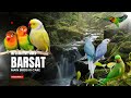 Barsat k Mosam Main Birds ke Care Kaisy kariny|#birdscare #lovebirdsfarming #pets #barsat