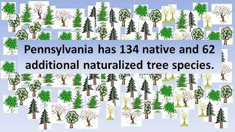 Top Trees of the Pennsylvania Forests