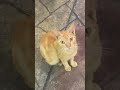 Allah maha pengampun #cat #cats #catlovers #catvideos #catshorts #catmemes #kucing #kitten #animal