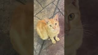 Allah maha pengampun #cat #cats #catlovers #catvideos #catshorts #catmemes #kucing #kitten #animal