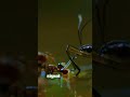 Rescue | Part 6 #shorts #nature #science