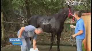 La Belle Histoire De Federico Et Son Cheval Laghat
