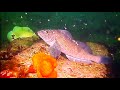 Secret Ling Breeding Ground! And a HUGE underwater TUNNEL!