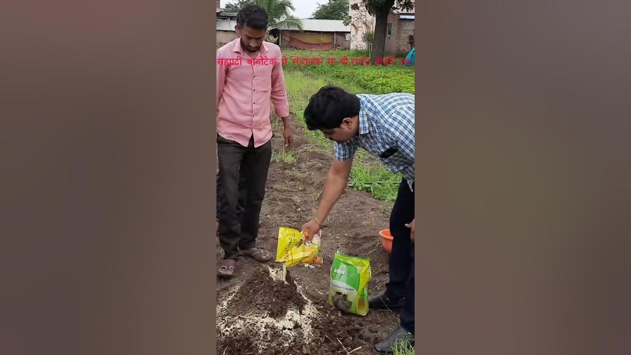 Biofertilizer application and benefits Demonstration YouTube