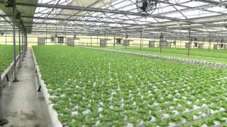 Ag Minute — History of Greenhouses