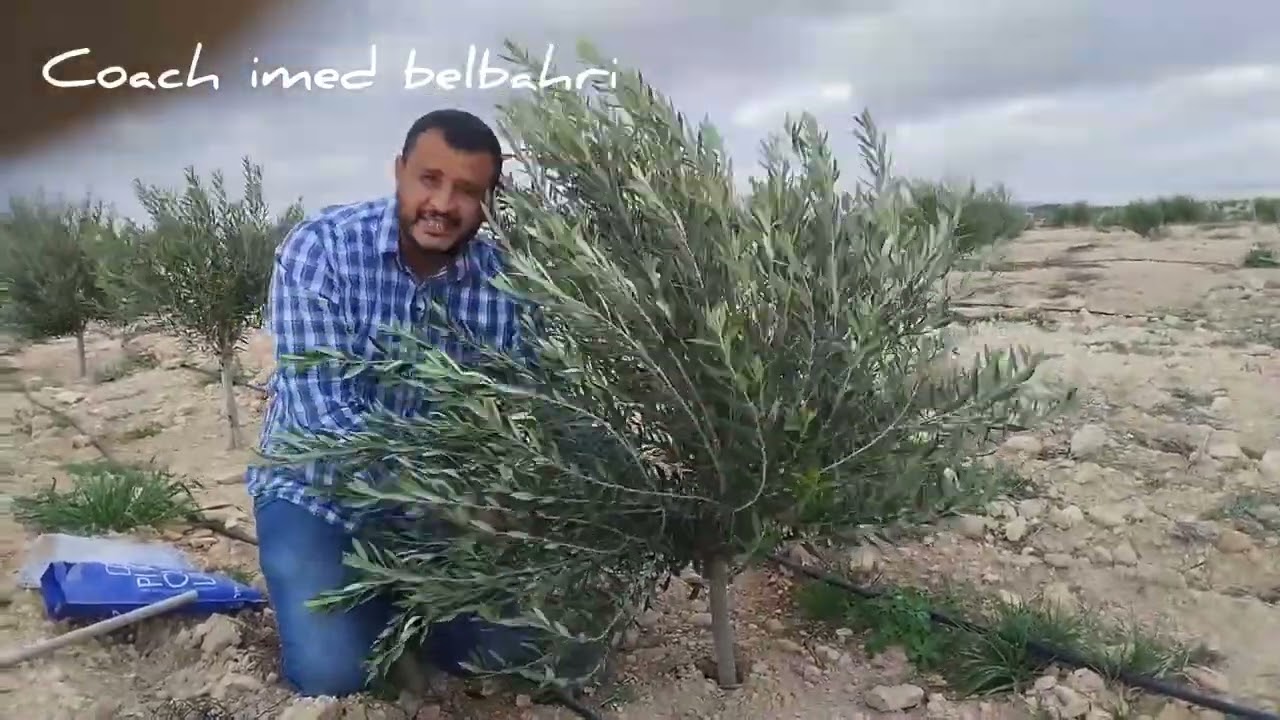 تقليم التكوين صنف الكرونايكي خطوة بخطوة