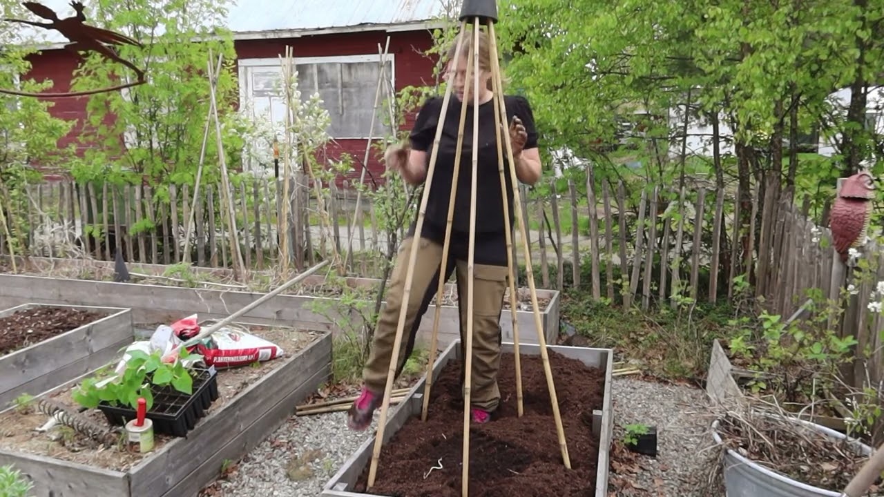 Växtstöd & Utplantering