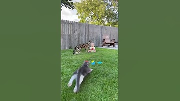 Hero Cat TACKLES Clouded Leopard to Save Baby | INSANE Footage