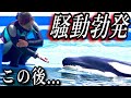 お片付け騒動勃発!ララvsトレーナー 鴨川シーワールド シャチ