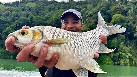 Không Ngờ Cá Mè Vinh sông Đồng Nai Khủng Thật ￼/ Casting a net for big fish of the tropical jungle