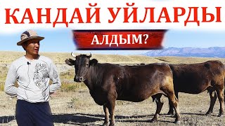 Быйыл канча литр сүт өндүрдүк?