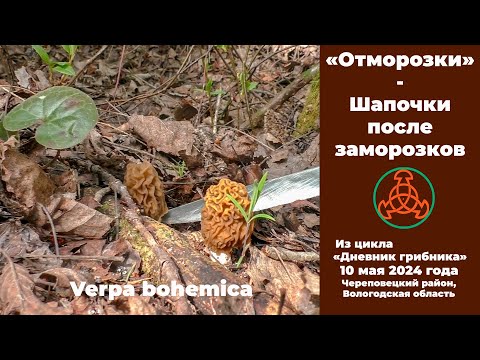 Видео: "Отморозки" - Шапочки после заморозков. Дневник грибника 10 мая 2024 года.