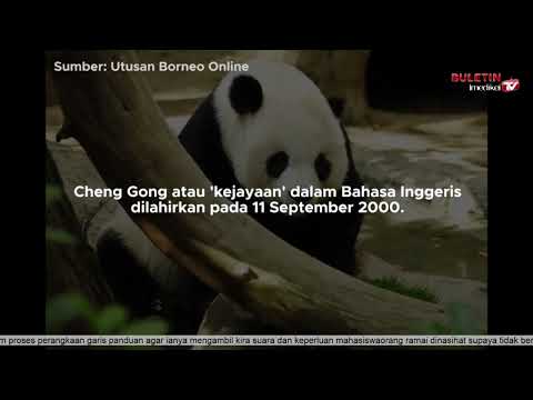 Video: Pangkalan Penyelidikan Pembiakan Panda Gergasi di Chengdu