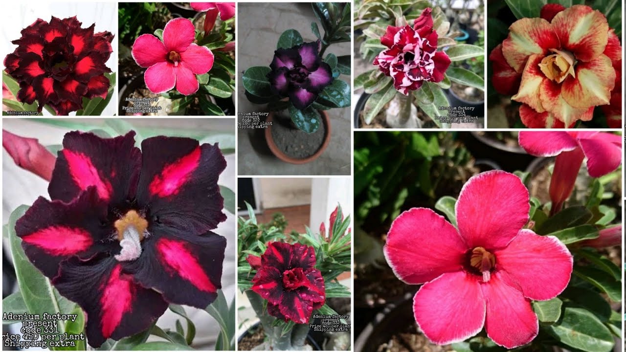 Buy Cheapest Adenium Plant Online Adenium Plants Combo Pack Diwali