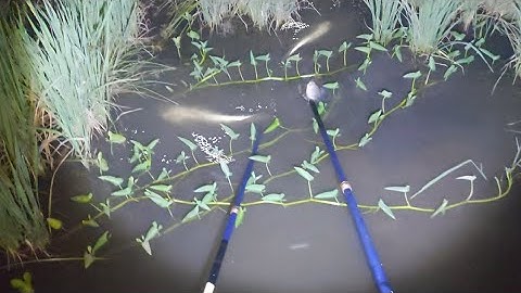 Lúa Chín Cá Rút Hết Lên Đường Mương Ruộng Chích Trúng Mánh | kích cá miền tây