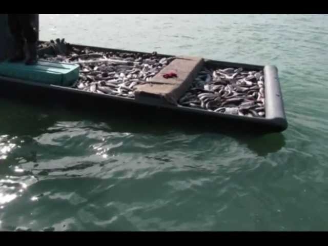 COMMERCIAL NET FISHING IN FLORIDA WITH CASTNETS AND 100% LEGAL SEINS THE  BEST OF 2011 