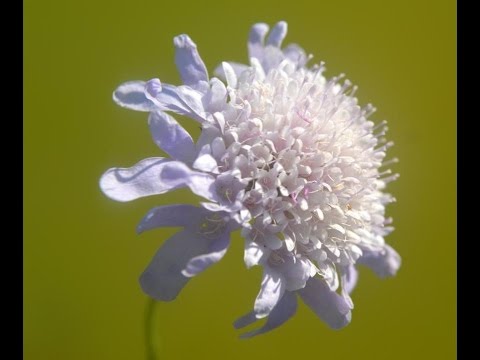 Vídeo: Informació de la planta de Knautia: com fer créixer les flors de Knautia