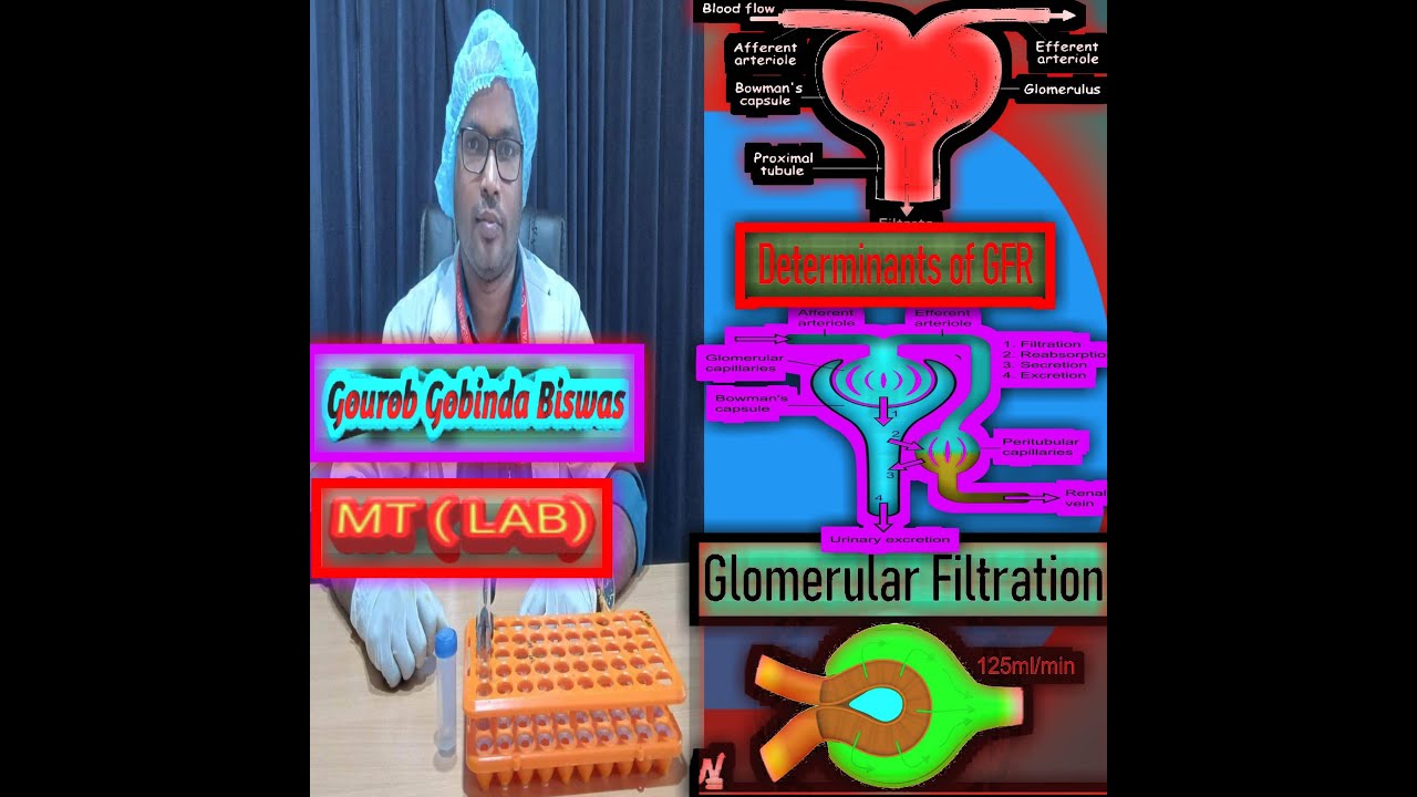 eGFR test procedure in Bangla. eGFR calculation formula. Glomerular