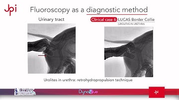Urolites in urethra: retrohydropropulsion technique | Veterinary Fluoroscopy