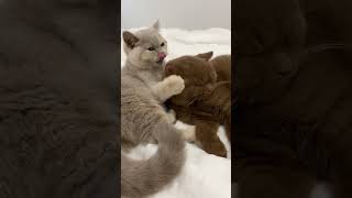 Purr-fectly Adorable: Sweet Cat Moments #shorts #cat #cats #purringkittens