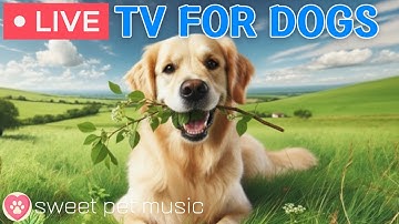 🔴24 Hours of Dog TV🎵🐶Calming Music for Dogs Sleep🐾🩷Soothing Music for Dogs with Stress and Anxiety