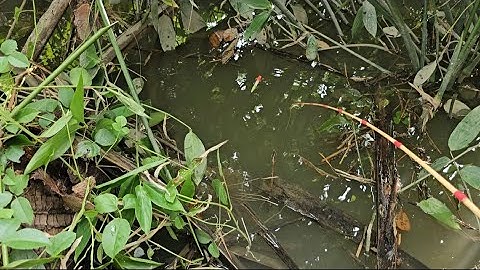 Tập 66 : cá rô đồng mùa nước lũ con nào cũng mập lúc câu đã thiệt