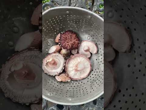 Video: Vokser shiitake på strå?