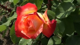 Видеофон Разноцветные Садовые Розы