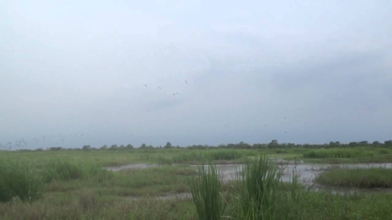 Hundreds of Teal in South Louisiana YouTube