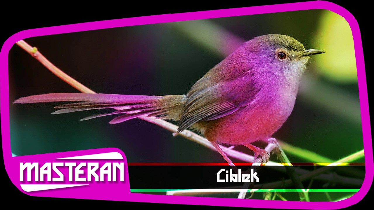SUARA BURUNG - Masteran Terbaik Ciblek | Song 22 - YouTube