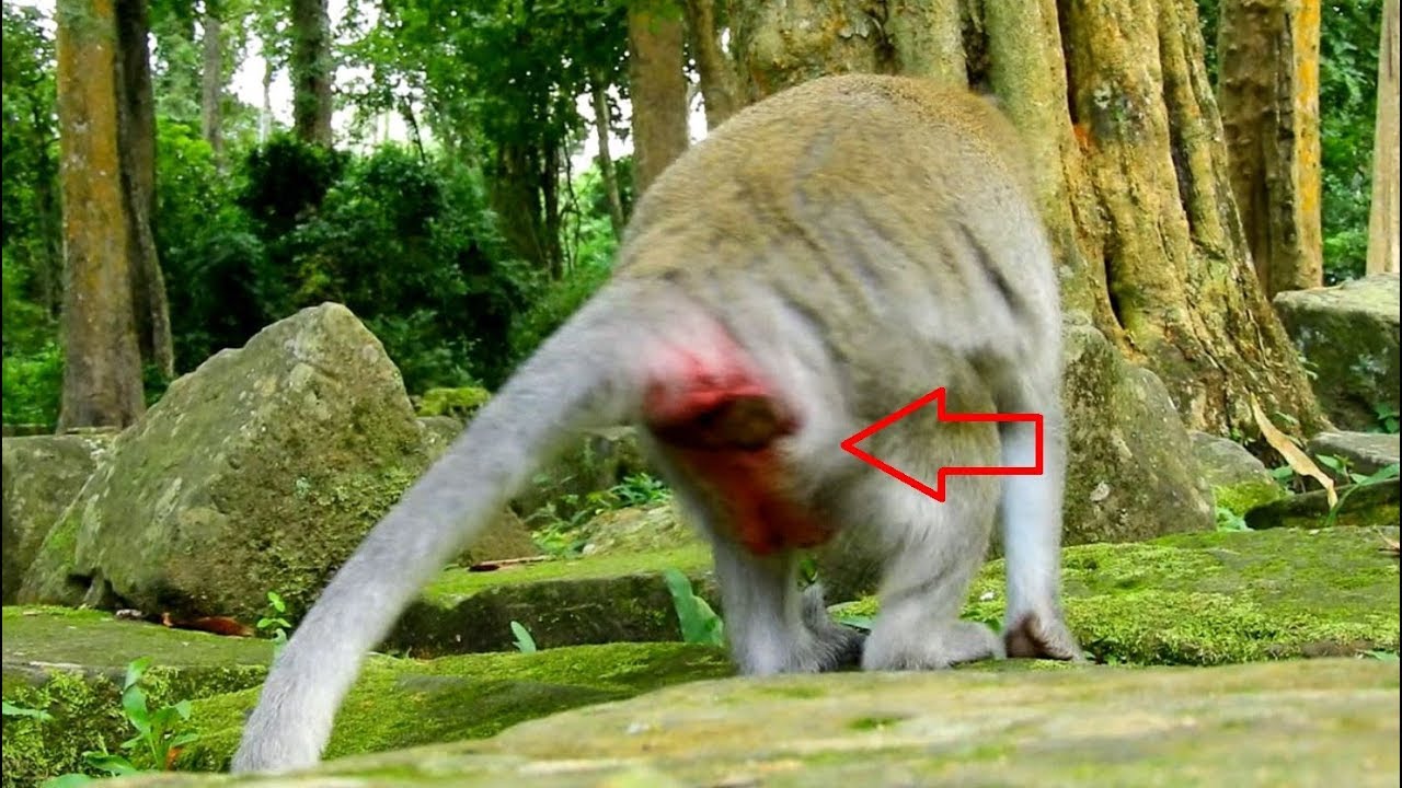 giving birth after bleeding At The Back Of Pregnant Monkey Jane Seem Like She Ready Giving Birth Coz Pregnant Is Big Now