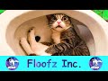 The Funniest Cats on the Internet!