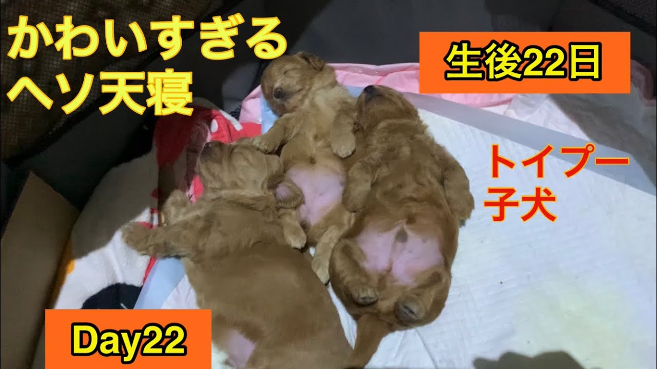 いつまでも見れちゃう、ヘソ天で寝る子犬[生後22日目]離乳食チャレンジ、トイプードル子犬出産My dog had