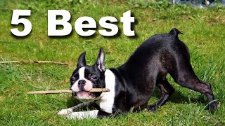 5 Best Dry Dog Foods For Boston Terriers Puppies!
