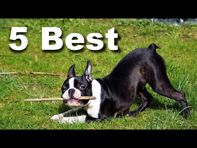 how much should a boston terrier weight at 4 months