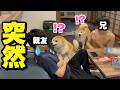 突然、居るはずのない大好きな2人が居たら…柴犬の反応が可愛いwww