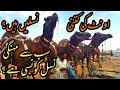 Camel Mandi & Bakra Mandi RATES Interview on Camel Breeds at Sohrab Goth Cow Mandi | Bakra Eid 2020