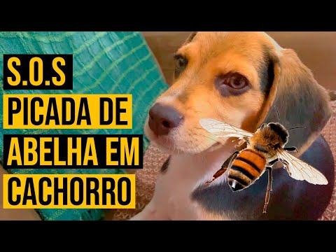 Picada de vespa em cachorro: o que fazer?