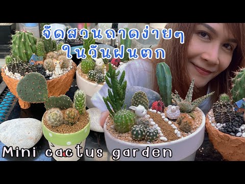 จัดสวนถาดแคคตัสด้วยกระถางขนาดกลางและเล็ก Mini cactus garden