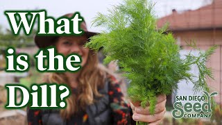 How to Grow DILL from Seed & When to Harvest | Why we LOVE this herb & the BEST WAY to PRESERVE it Resimi