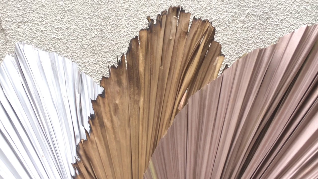 Dried palm Leaves Color DL 020
