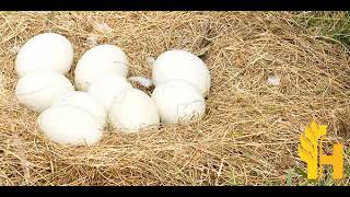 Emu bird egg prices latest, global prices today - 2022/2023