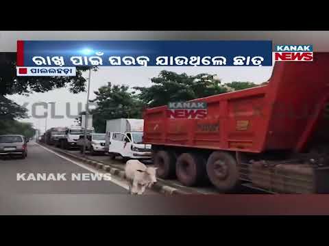 ରାଖି ପାଇଁ ଯାଉଥିଲେ, ଜୀବନ ପଳାଇଲା | Rakhi Journey Turns Tragic In Angul! Family Celebration Cut Short