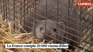 Un premier élevage de visons contaminé au Covid-19 en France