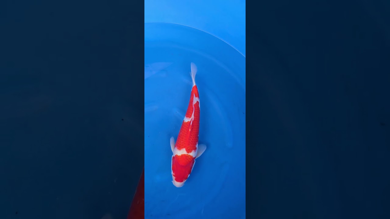 スパークル鯉 赤  5m 受賞魚：仙助（Sensuke）の鯉（Koi）は、島根県松江市の松江錦鯉